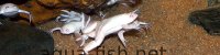 African clawed frogs, resized image 2