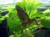 Resized image of African dwarf frog, 2