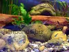 Aquarium rocks, resized image 2