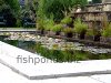 Resized image of fish pond, 1