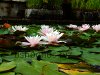 Water lilies, resized image 2