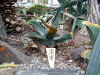 Agave salmiana var.ferox, resized image