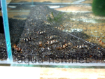 Resized image of Amano shrimp, 2