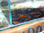 Resized image of Amano shrimp, 3