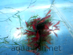Resized image of Amano shrimp, 4
