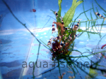 Resized image of Amano shrimp, 6