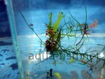 Resized image of Amano shrimp, 7