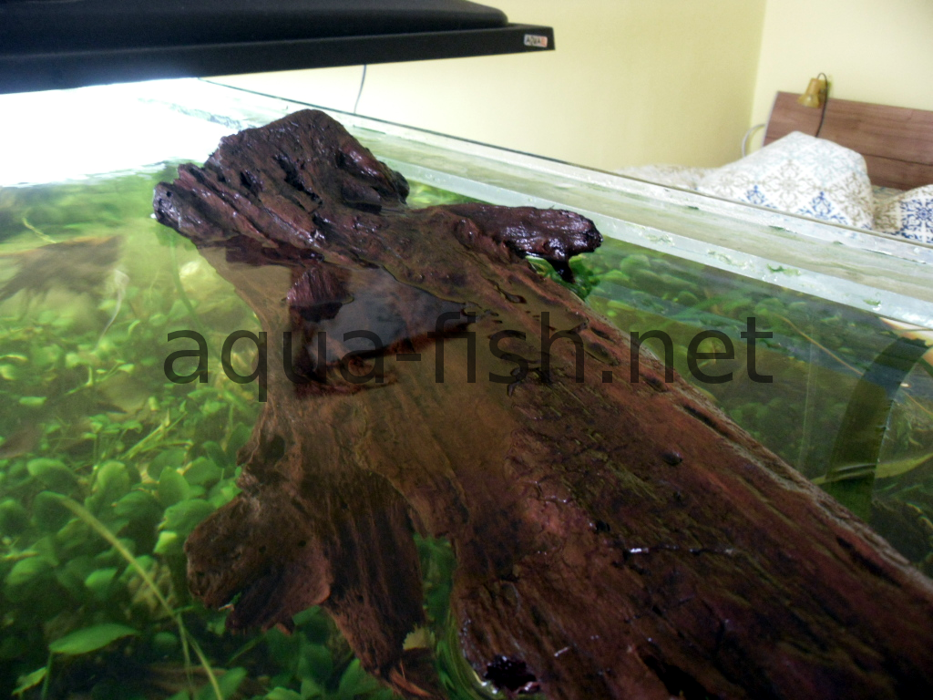 driftwood for fish tank