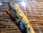 Iguana iguana (Common Iguana), resized image 1