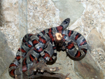 Lampropeltis mexicana (Kingsnake), resized image 2