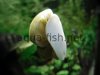 Mystery snail, resized image 10