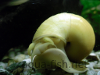 Mystery snail, resized image 11