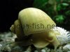 Mystery snail, resized image 12