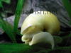 Mystery snail, resized image 3