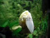 Mystery snail, resized image 9