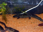 Pleurodeles waltl - Ribbed newt, resized image 1