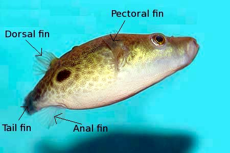 Pufferfish body described