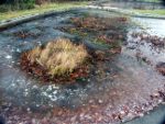 Winter - Frozen fish pond, resized image 3