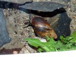 Achatina fulica - East African land snail, resized image