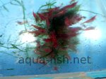Resized image of Amano shrimp, 5