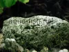 Aquarium rock, picture 1, added on Nov 13 2011