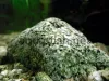 Aquarium rock, picture 2, added on Nov 13 2011