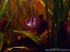 Black Skirt Tetra, resized image 1