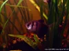 Black Skirt Tetra, resized image 2