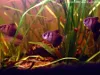 Black Skirt Tetra, resized image 3
