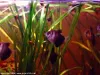 Black Skirt Tetra, resized image 4