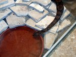 Boa Constrictor, resized image 1