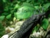 Bristlenose catfish, resized image 1, added on Nov 13 2011