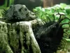 Bristlenose catfish, resized image 3, added on Nov 13 2011