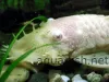 Bristlenose catfish, resized image 4, added on Nov 13 2011