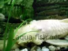 Bristlenose catfish, resized image 5, added on Nov 13 2011