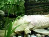 Bristlenose catfish, resized image 6, added on Nov 13 2011