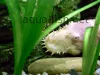Bristlenose catfish, resized image 7, added on Nov 13 2011