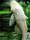 Bristlenose catfish, vertical image 2