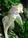 Bristlenose catfish, vertical image 3