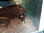 Resized image of Cyclosternum fasciatum - Costa Rican Tiger Rump Tarantula, 2