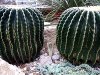 Echinocactus grusonii inermis, resized image 1