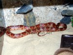 Resized image of Brazilian Rainbow Boa, 1