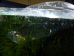 Initial fish acclimatisation - bag in tank, resized image 3