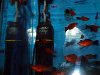Internal aquarium filter, resized image