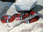 Sinaloan milk snake - Lampropeltis triangulum sinaloe, resized image