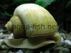 Mystery snail, resized image 7