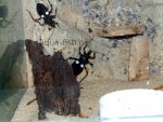 Platymeris biguttatus - Assassin Bug, resized image
