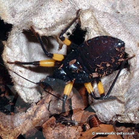 Platymeris biguttatus - Assassin Bug