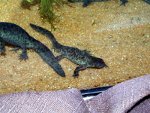 Pleurodeles waltl - Ribbed newt, resized image 2