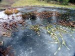 Winter - Frozen fish pond, resized image 2